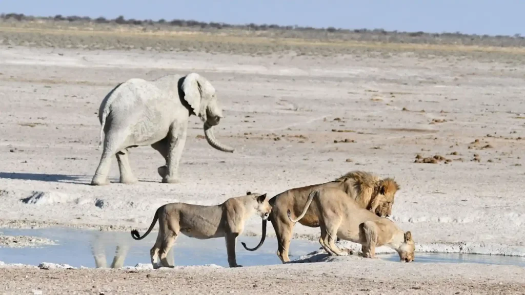 Preminum Onguma Private Game Reserve 7