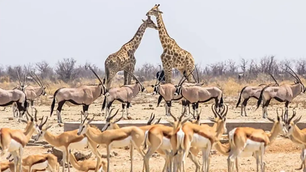 Preminum Onguma Private Game Reserve 8