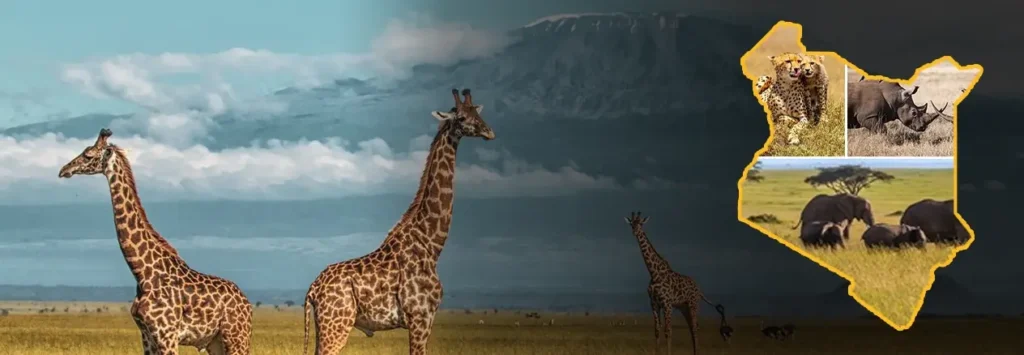 9 Days / 8 Nights
 Essence of Kenya Safari
