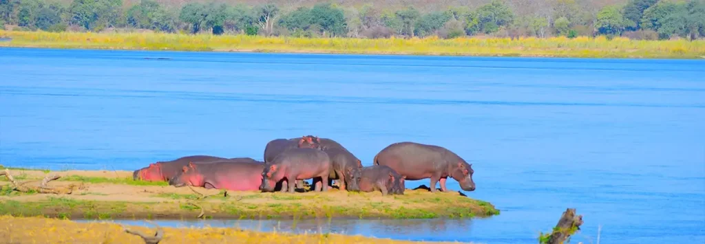 8 Days / 7 Nights
Essence of Zambia Safari (with Victoria Falls Extension)
