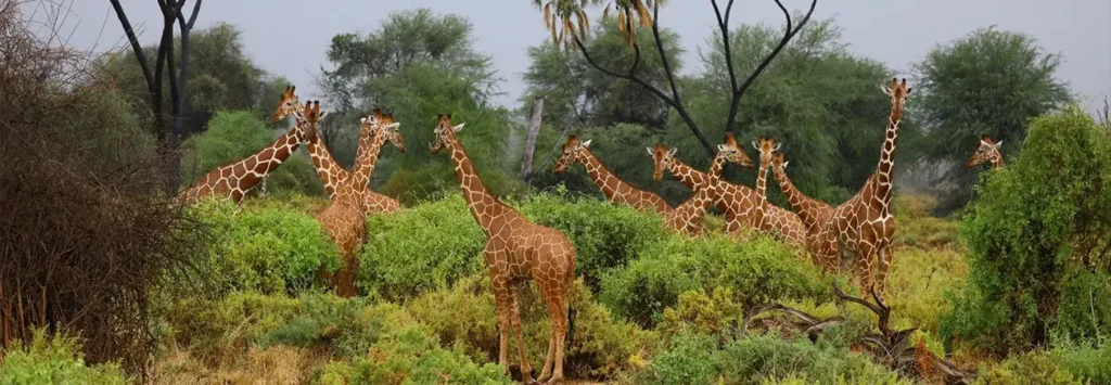 10 Days / 9 Nights
Rugged Zambia