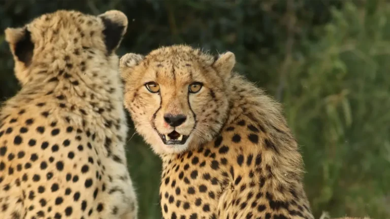 big-game-safari-3
