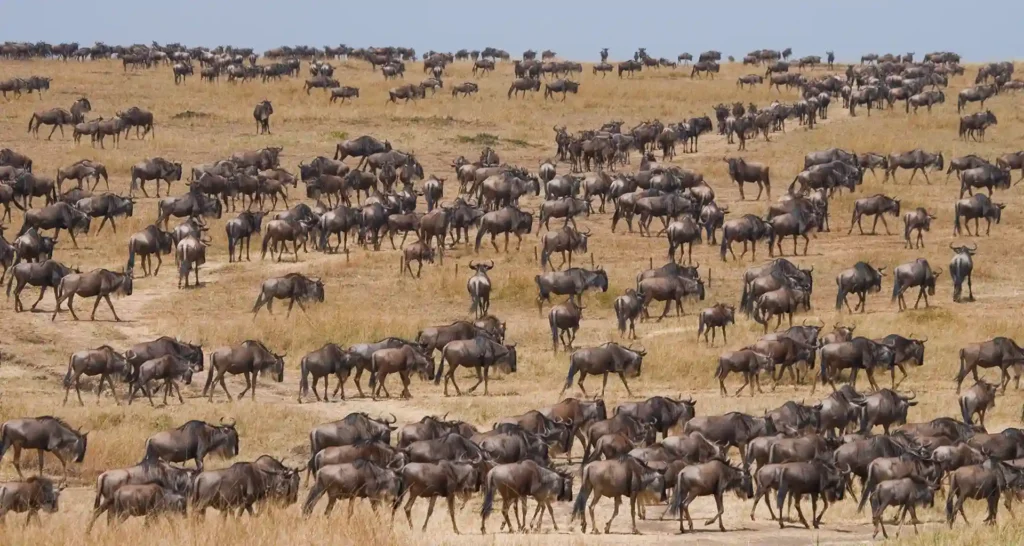 great migration africa | Travel Africa & More