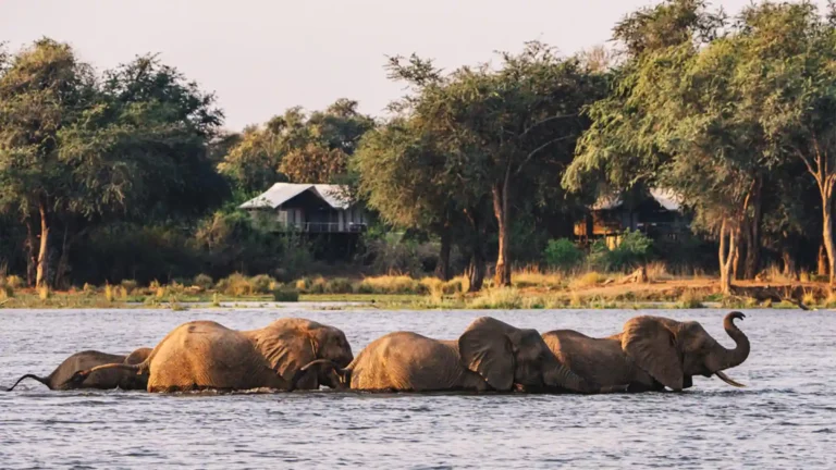 lower-zambezi-national-park-premium-6