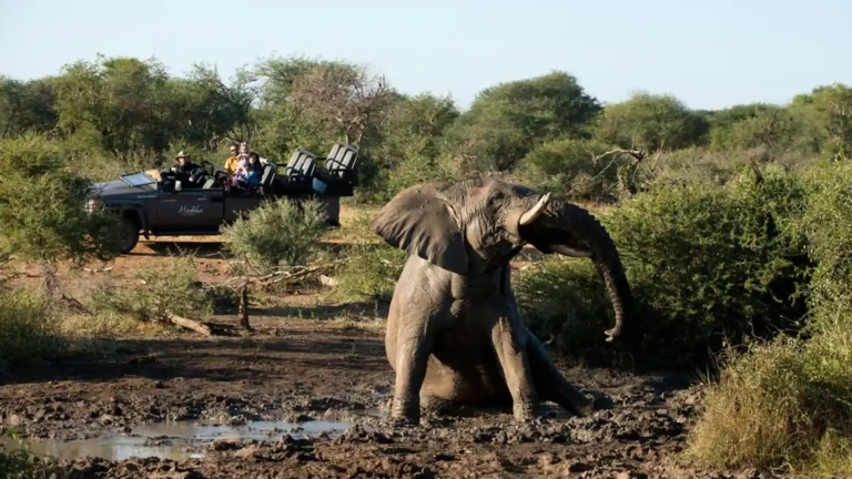 madikwe-prenium-6