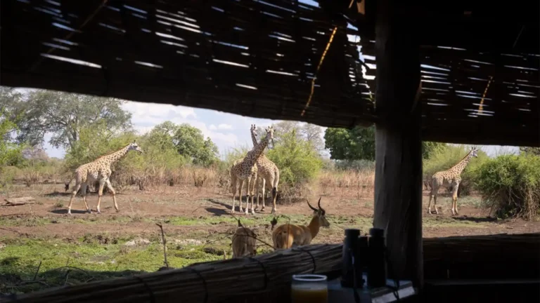 south-luangwa-national-park-budget-2