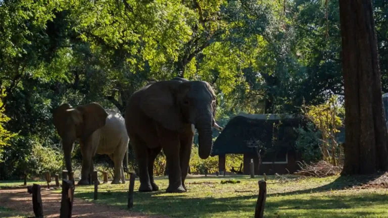 south-luangwa-national-park-budget-6