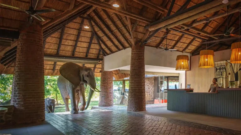 south-luangwa-national-park-premium-6