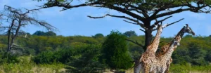 8 Days / 7 Nights
 Southern Tanzania Explorer
