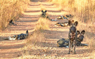 7 Day Cape Townand Timbavati Adventure | Travel Africa & More