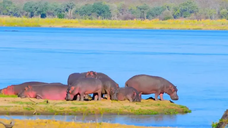 Essence of Zambia Safari | Travel Africa & More