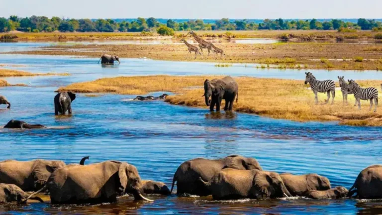 Hidden Wonders of Botswana Safari | Travel Africa & More