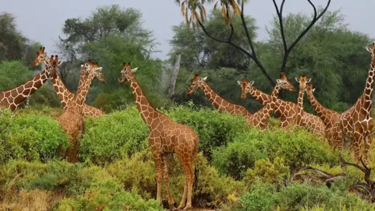 Rugged Zambia Remote Walking Safari Experience | Travel Africa & More