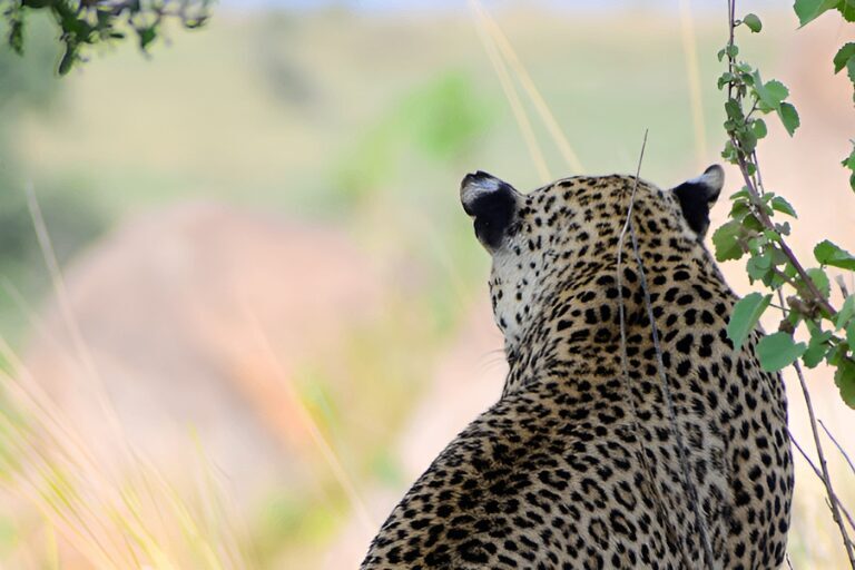 South Africa banner | Travel Africa & More