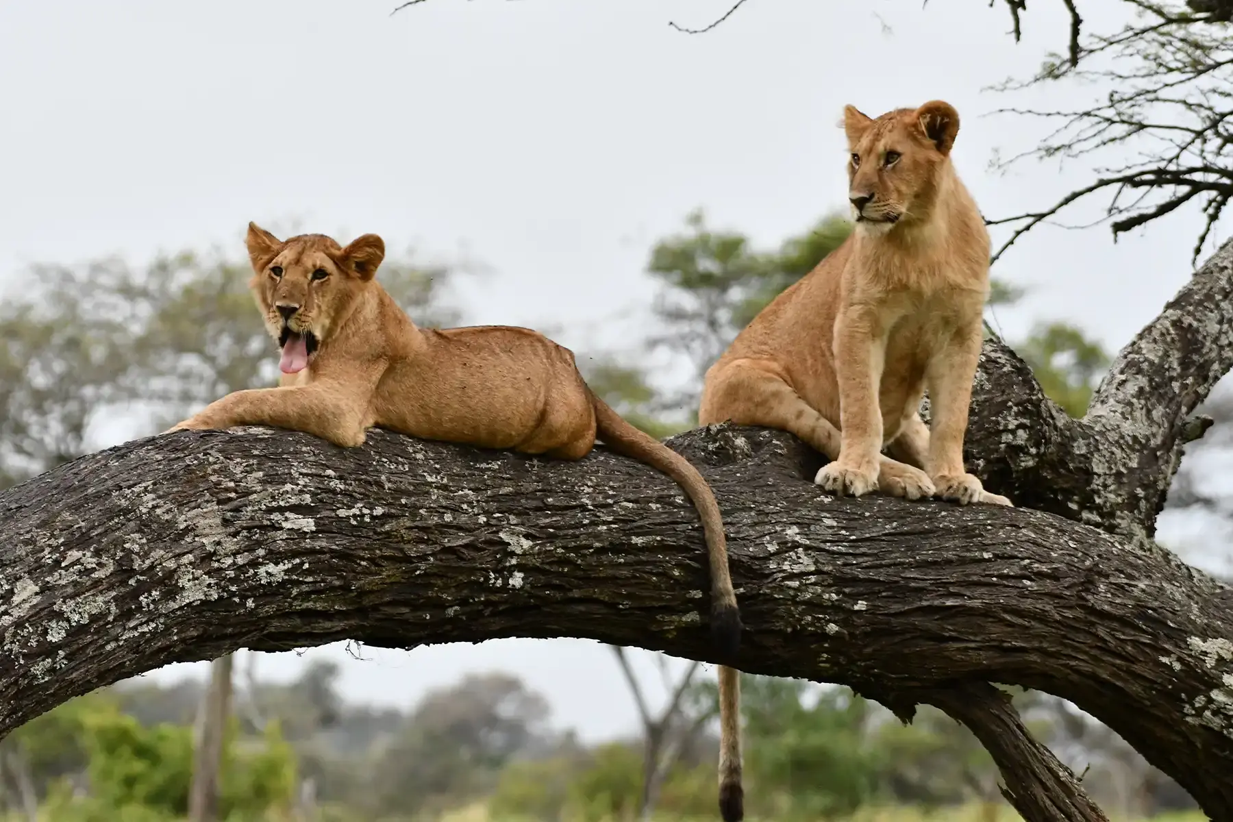 Wildlife