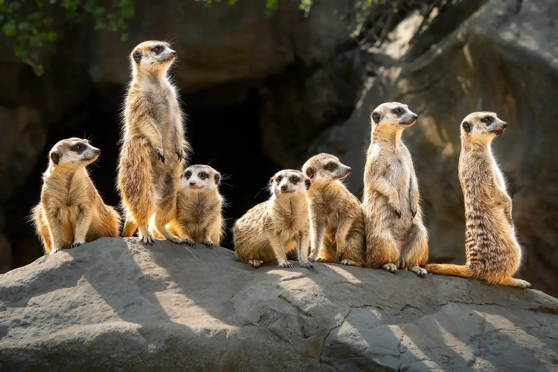 Luxury Safari