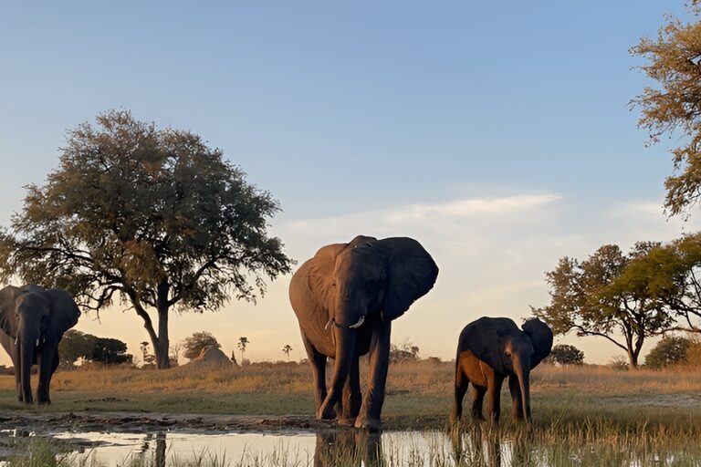 botswana banner | Travel Africa & More