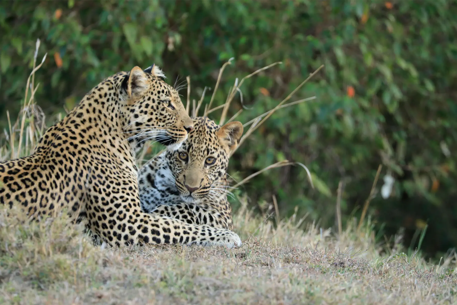 Safari