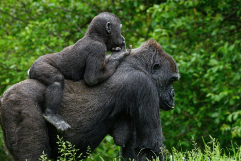 rwanda banner | Travel Africa & More