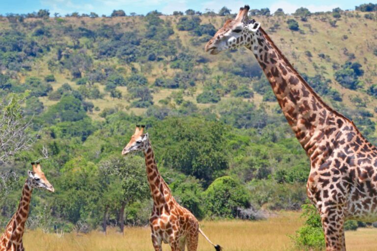 uganda banner | Travel Africa & More