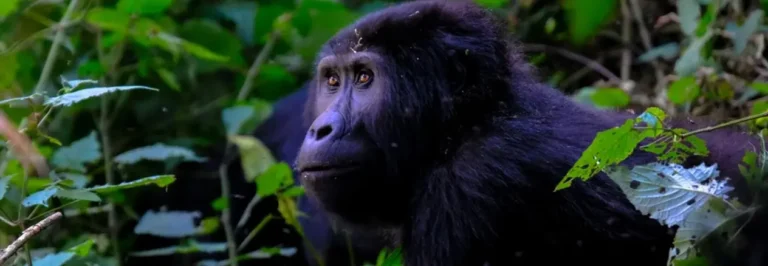 Best of Uganda Safari | Travel Africa & More