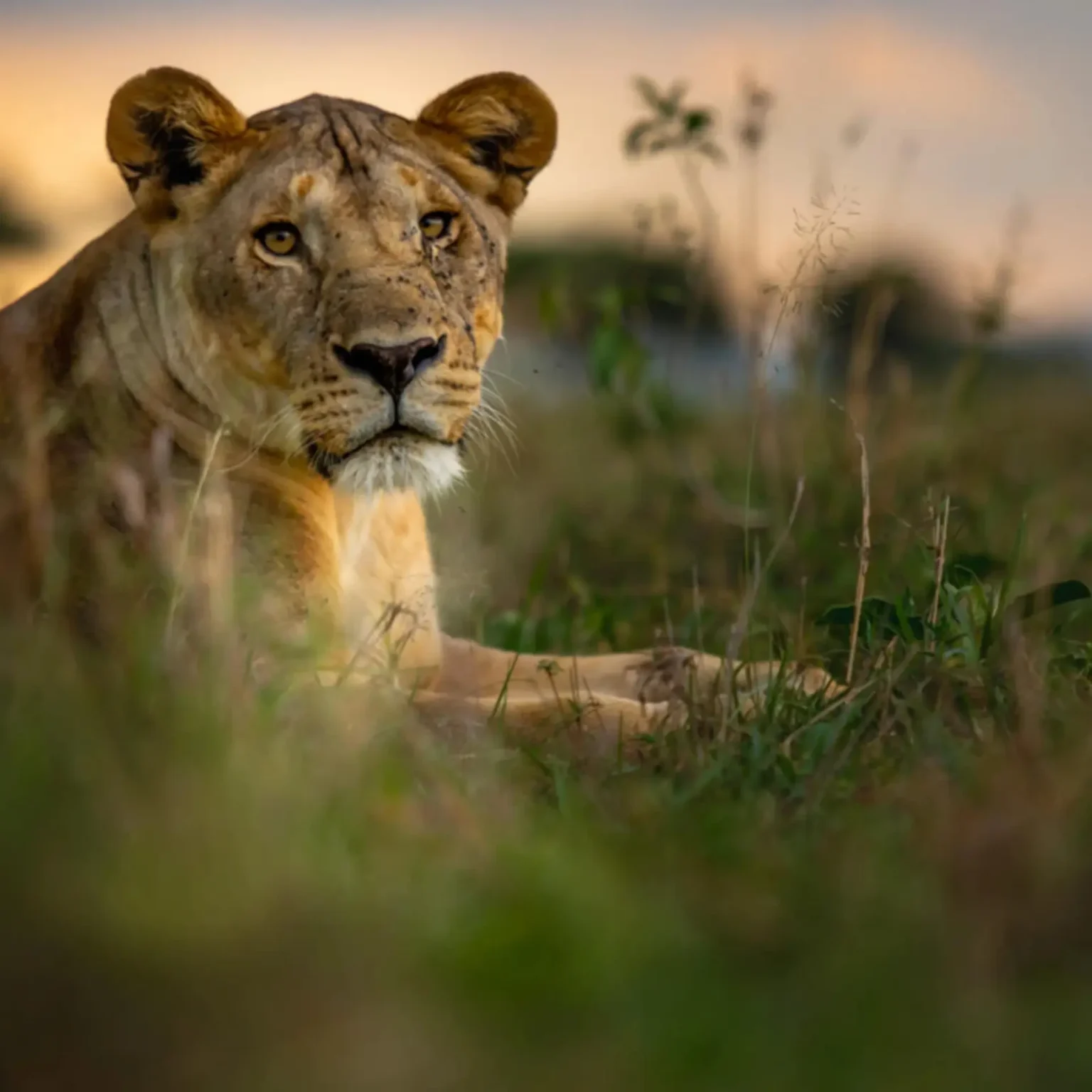 Conservation as a Commitment 1 | Travel Africa & More