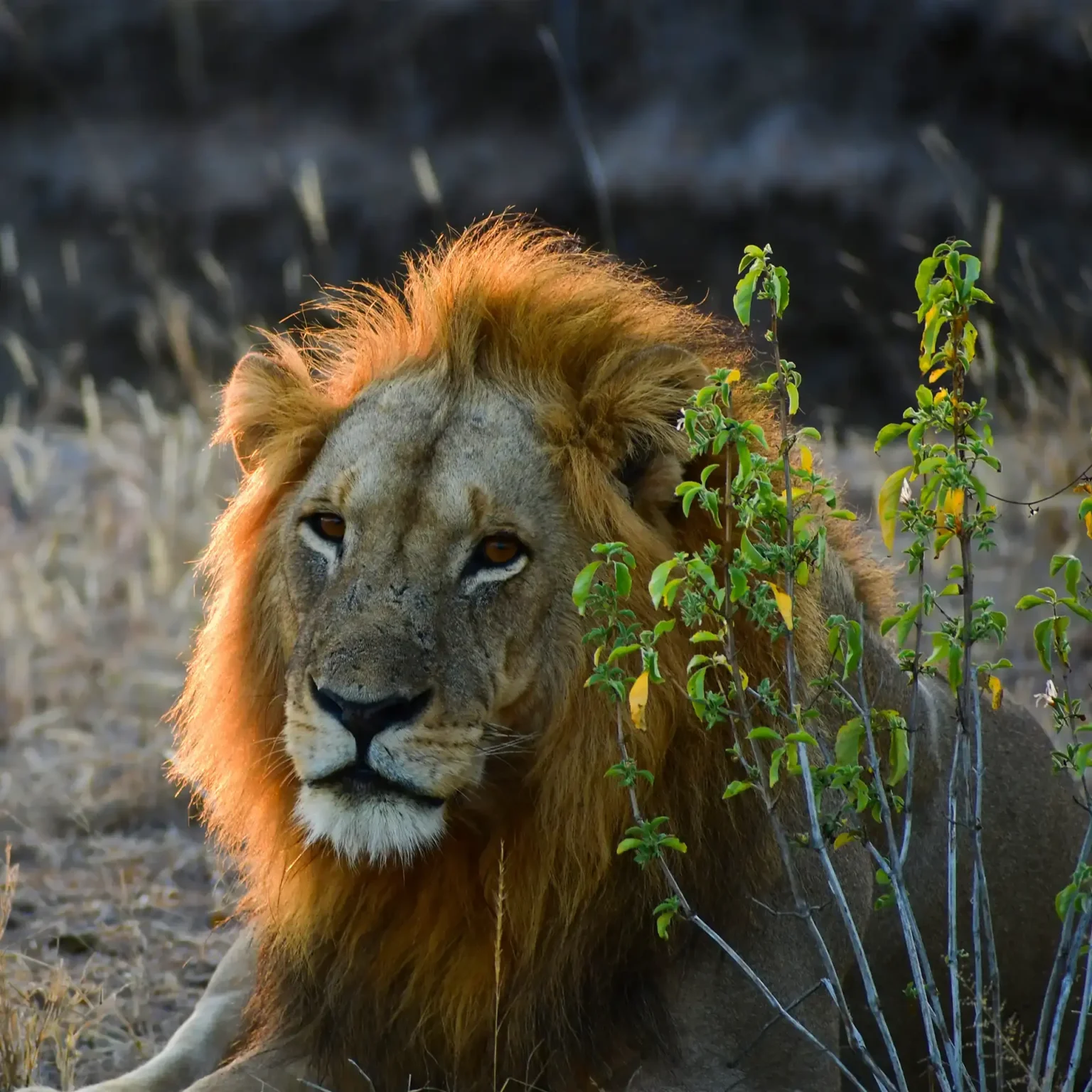 Conservation as a Commitment | Travel Africa & More