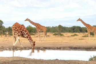 Exciting Exotic Africa | Travel Africa & More