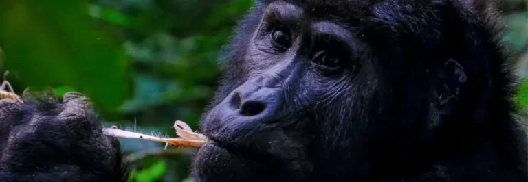 Rwanda Gorillas Chimpanzees Big Five Safari | Travel Africa & More