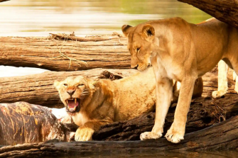 Serengeti Beyond Safari | Travel Africa & More