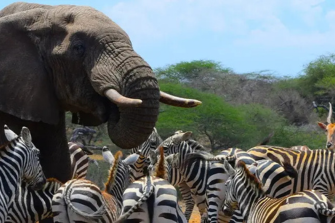 Thrilling Safari Kenya archieve | Travel Africa & More
