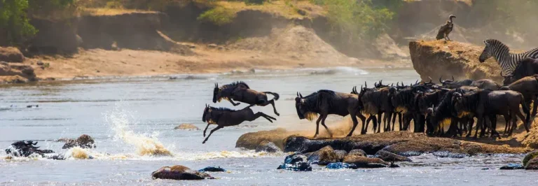 Wild Remote Tanzania Safari | Travel Africa & More