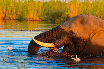 southern safari | Travel Africa & More