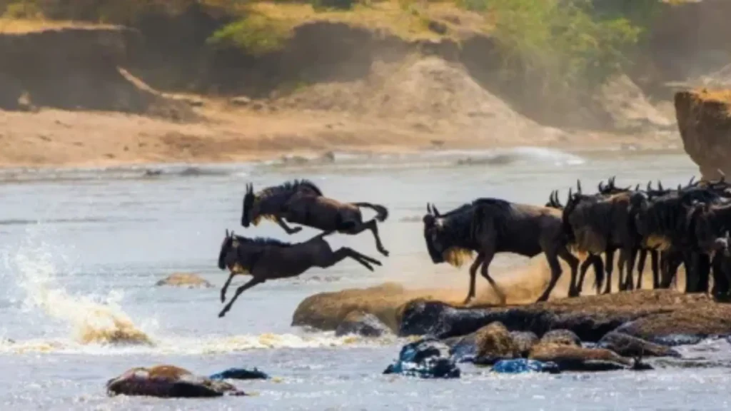 wild remote list | Travel Africa & More