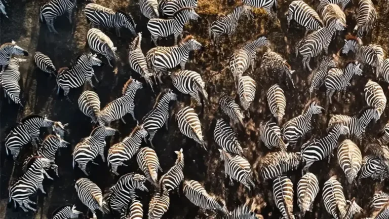 botswana migration | Travel Africa & More