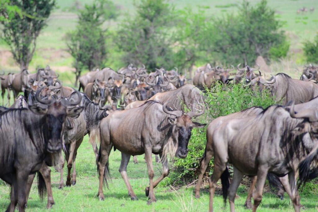 homepage sdestination 20 | Travel Africa & More