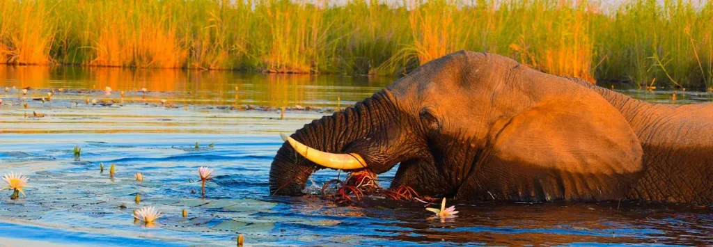 11 Days / 10 Nights
11 Day Zimbabwe & Botswana Safari (Classic)