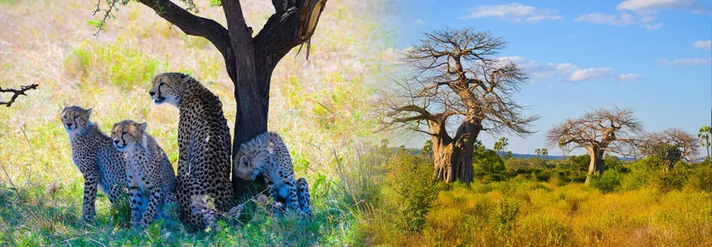 10-Day Safari to Kenya & Tanzania