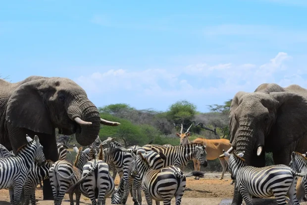 The 7 Most Exclusive Luxury Safari