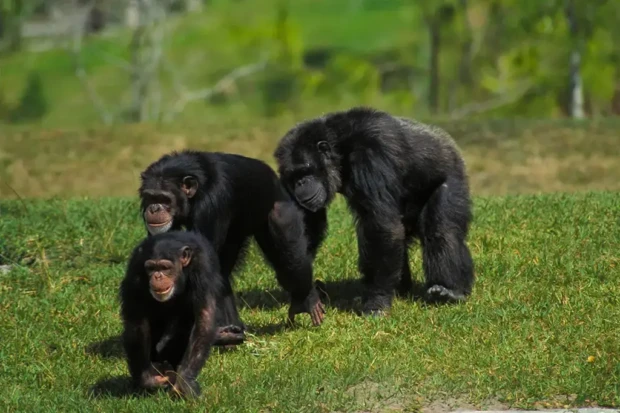 Why Gorilla Trekking Is One of Africa’s Greatest Wildlife Experiences